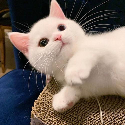 娱乐吃瓜酱牛奶猫,揭秘牛奶猫的神秘魅力