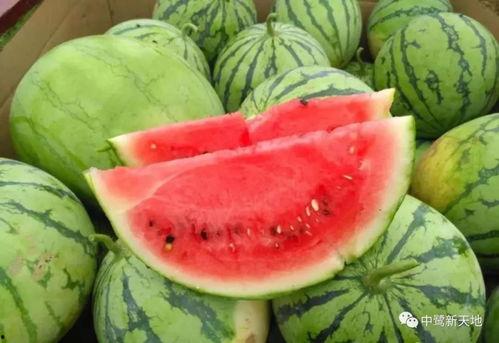 娱乐场吃瓜,揭秘明星们的“吃瓜”日常