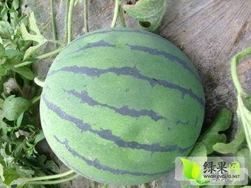 娱乐吃瓜酱重庆山东,揭秘重庆与山东的美食文化碰撞