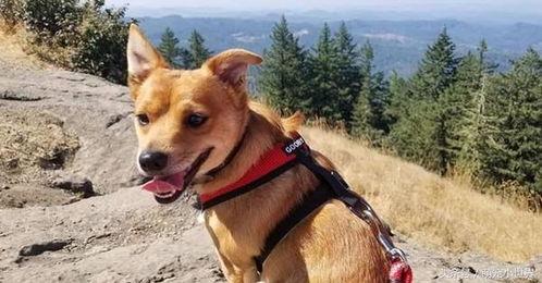 娱乐吃瓜酱小黄狗,揭秘娱乐圈那些不为人知的幕后故事