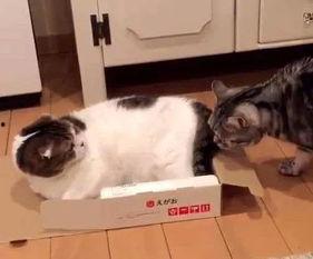 娱乐吃瓜君和猫,揭秘娱乐圈的萌宠趣事