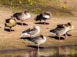 娱乐吃瓜鹅鸭视频,鹅鸭视频带你领略娱乐圈新鲜趣事