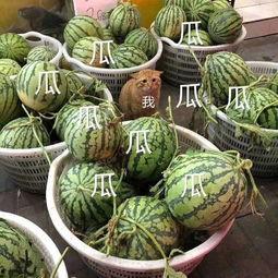 吃瓜娱乐间时团,揭秘偶像幕后趣事