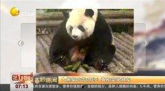 娱乐吃瓜熊猫视频,趣味视频背后的故事